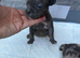 Frenchie x classic bully puppies