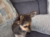 Beautiful Chihuhua