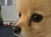 Cream female Pomeranian