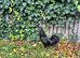 Pure Ayam Cemani cockrel