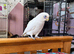 Bare Eyed Cockatoo