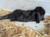 5 French lop