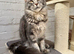 TICA full pedigree Maine coon Girls