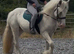 15HH RIDE AND DRIVE COB GELDING