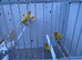 Stunning yellow canary&rsquo;s looking for new perch.