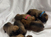 Chunky Presa Canario Puppies for sale