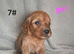 Cockapoo puppies