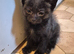 Beautiful kittens male & female looking for new forever home