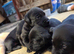 KC registered labrador puppies