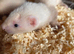 Sandy ferrets ready in a few weeks