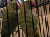 Bonded pair of ringnecks