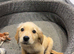 Golden retriever girl KC reg