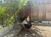 4 chickens 2 chicks