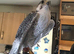 Gyr saker male