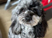 Female Merle Cavapoo for rehome