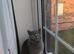 Full British shorthairs