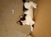 Gorgeous kittens 3 male 1 female