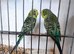 Budgies