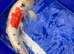 2 large koi