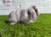 Stunning litter of Mini Lops