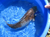 Koi Carp Ochiba Shigure Japanese Bred