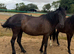 4 year old newforest mare