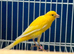 Canary Scott's frill fancys