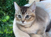 British shorthair kittens, with Delivery if needed!
