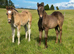 Filly available at weaning