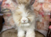 PEDIGREE ENGLISH ANGORAS