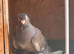 Fancy pigeons for sale