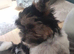 Biewer Terrier puppy