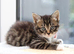 Tabby Kittens Ready SOON