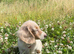Beautiful Female Lilac Pied Long-Haired Dachshund Puppy