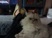 Stunning Chinchilla Persian Male