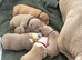Pocket bullys