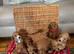 F1 red/golden cockapoo