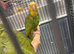 Double Yellow-headed Amazon