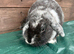 Female English lop rabbit for sale