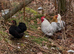 Pekin bantam hens or chicks