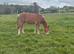 Registered d chestnut yearling filly