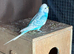 Breeding pair of budgies