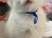 STUNNING FEMALE RAGDOLL KITTEN READY NOW