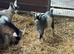 6 Pygmy goat kids for sale
