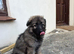 German Shepherd Girl Pup