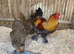 LF gold partridge brahma- hatching eggs