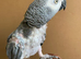 Tame African grey parrot
