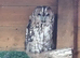 2 x Tawny Owls for Sale