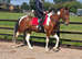 15 3-16hh rising 5 gelding