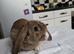 Beautiful Mini lop looking good a home